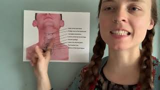 Laryngeal Massage for MTD muscle tension dysphonia [upl. by Letch]