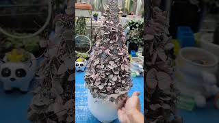 Variegated String of Hearts in DIY cone shape trellis  bikolanahardinera shortvideo succulent [upl. by Enedan]