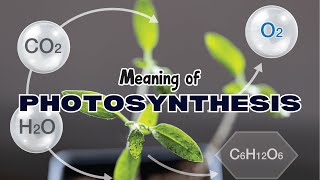 What is the meaning of Photosynthesis [upl. by Camila]