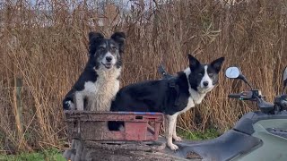 Two amazing border collies herding sheep [upl. by Anoel381]