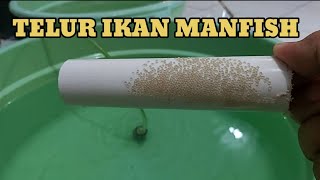 cara menetaskan telur ikan manfish agar menetas secara efektif kutuair [upl. by Asilenna]