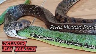 ULAR MAKAN ULAR Ptyas Mucosa Snake Eats Green Gonyosoma Oxycephalum Snake Warning Life Feeding [upl. by Romeon]