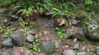 raging creek during rain in Squamish Canada [upl. by Fabrin]