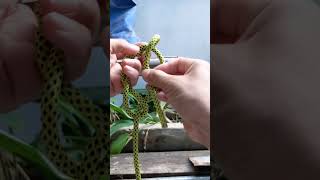 Master Timber Hitch Knots Like a Pro [upl. by Romeyn]