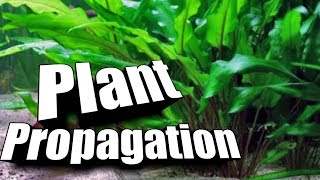 How to quotPropagatequot Cryptocorynes  Easy Guide to Aquarium Plants [upl. by Mari]