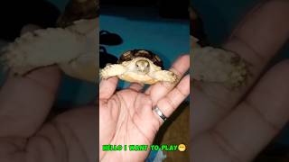 MY TORTOISE BABY PETS pets shorts viralvideo trending animals exotic [upl. by Aizahs33]