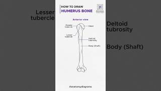 Humerus Bone Anatomy Drawing in 60 Seconds SketchingShorts AnatomyInAMinute prakara [upl. by Jason]