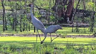 Brolgas the graceful giants of the wetlands Grus rubicunda northernterritory australia [upl. by Akanke460]