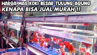 HARGA MAS KOKI BESAR TULUNG AGUNG KENAPA BISA JUAL MURAH‼️KIOS IKAN MAS KOKI JATINEGARA‼️ [upl. by Eiba]