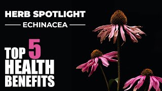 TOP 5 BENEFITS OF ECHINACEA  HERB SPOTLIGHT [upl. by Bridge219]