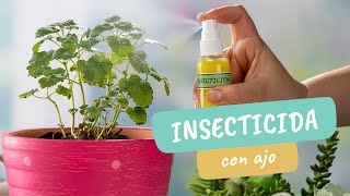 Insecticida casero con ajo para plantas ¡adiós plagas  Craftología Jardinería [upl. by Elisee]