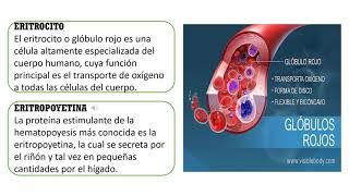 Sistema Hematopoyetico [upl. by Aivin]