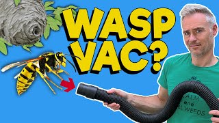 Fast and Easy WASP Nest Removal Method [upl. by Ahsinrad]