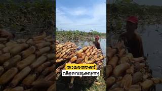 ടൺക്കണക്കിന് കഴിക്കുന്ന താമരതണ്ട് lotus rhizomes cultivation malayalam shorts [upl. by Arbba914]