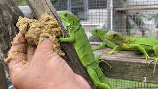 Socializing Iguanas [upl. by Tomkin]