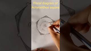 floral diagram of Achyranthes aspera Amaranthaceae family shorts [upl. by Helbonia26]