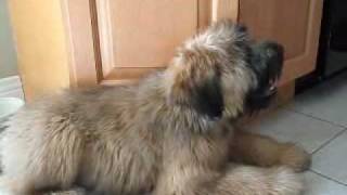 Nellie the Wheaten Terrier  3 to 4 Months [upl. by Canfield83]