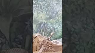 snakeshortsfeedshortsyoutubetrendingyoutubeshortsviralreptilestrivandrumzooanimalpetcobra [upl. by Nizam]