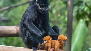 Francois langur gives birth to world’s first pigeon pair in China [upl. by Skill]