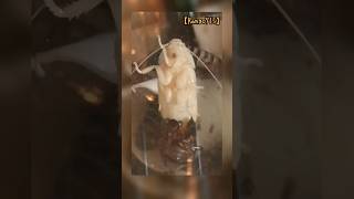 【Rango715】🪳 Albino Hisser molting 🪳shorts madagascar hissing roaches white shedding cockroach [upl. by Eiclud376]