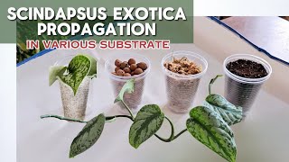 How to propagate Scindapsus Exotica  Propagating in Various Substrate [upl. by Ellga517]