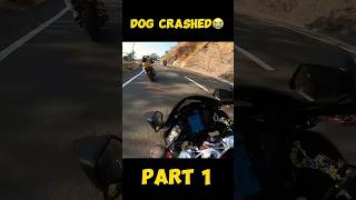 DOG LIVE CRASHED WITH BIKER😭PAIR TOOT GAYAmodified rr310 rider kawasaki zx6r monsterenergy [upl. by Kruter797]