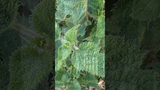 Worlds most painful plant sting Gympie Gympie plantlearninglounge209 [upl. by Irbmac]