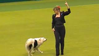 20047 Crufts Gina Pink Crufts Heelwork [upl. by Ydde299]