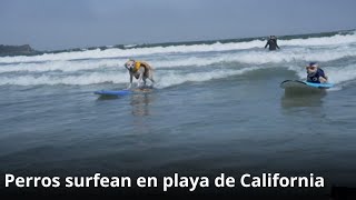 Perros campeones de surf en California [upl. by Marybeth]