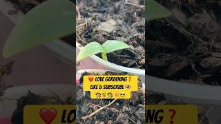 Seed Begins To Grow  Germination [upl. by Wons360]