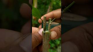 The Double Bud Grafting Technique Thats 5x Faster shorts [upl. by Lopez]