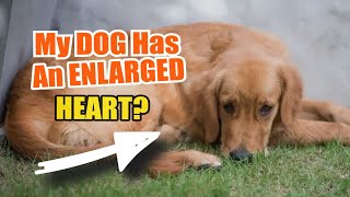 ❤️🐶¿WHAT if My DOG ​​Has an ENLARGED HEART [upl. by Renrut]