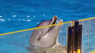 Jeddah Dolphin Show  Fakieh Aquarium  Travel Saudi [upl. by Notsirhc]