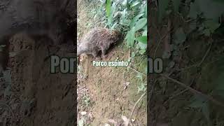 Porco espinho viralvideo [upl. by Adnirual]