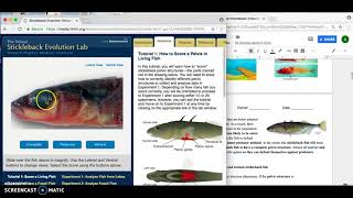 Modified Stickleback Evolution Lab [upl. by Lehsar]