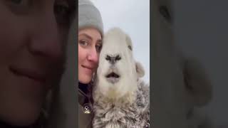 Funny Animals Try Not To Laugh  Compilation 😂😍🐾 [upl. by Eugenle918]