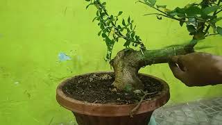 CARA CANGKOK SERUT BAHAN BONSAI [upl. by Veljkov]