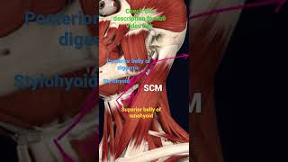 Boundaries of Carotid Triangle Anatomy mbbs education [upl. by Bamford183]