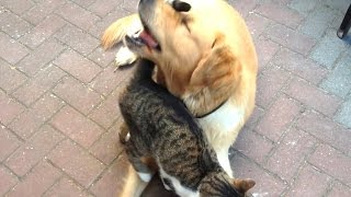 Cat annoys dog Tigger amp Leo [upl. by Allanson833]