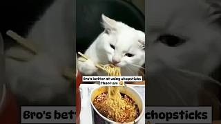 Cat eating ramen using chopsticks 🙀  Huh [upl. by Nosnhoj728]