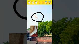 Roller aasmani kabutar high flyer 🕊🕊😱 landing kaise karte hain vlog Day 439 birdpetskabutartrend [upl. by Glavin]