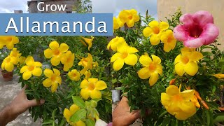 Allamanda Plant Care Allamanda Flower  How to Grow Allamanda flowers in Pots [upl. by Kaufmann]