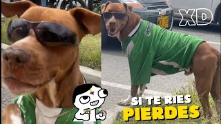 SI TE RIES PIERDES 2023  999 imposible NIVEL Colombianadas  3 😂🤣  MEMES  VIDEOS DE RISA [upl. by Pogue]