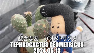 錦かなあ ゲオメトリクスTephrocactus geometricus 2024 06 13 [upl. by Akit]