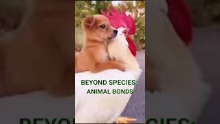 4 Amazing Animal Bonds That Will Melt Your Heart। ytshorts। cute। funny। funny animals।animal world [upl. by Enelaehs]