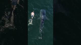 Swimming with Whale Sharks in Remote Mexico [upl. by Heintz]