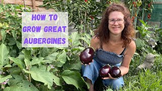 How To Grow Great Aubergines  Allotment Gardening For Beginners UK [upl. by Cottle346]