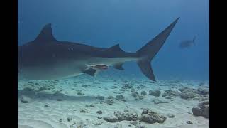 Fuvahmulah Tiger Sharks February 2024 [upl. by Stephens882]