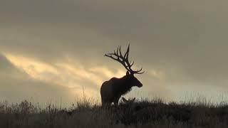 Wildlife Reel  Powderhorn Ranch [upl. by Avelin465]