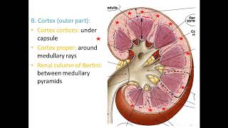 Renal system part 1 Structure of kidney [upl. by Gay]